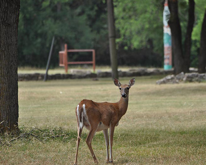 Deer at Camp Tahuaya