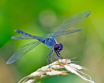 Blue dragonfly