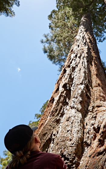 Kid looking up a tree